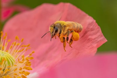 El aguijón de la abeja revela una microbomba capaz de inyectar veneno sin pausa.