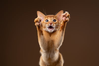 Patas de gato.