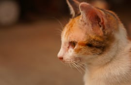 Gato con problemas de piel, imagen ilustrativa.