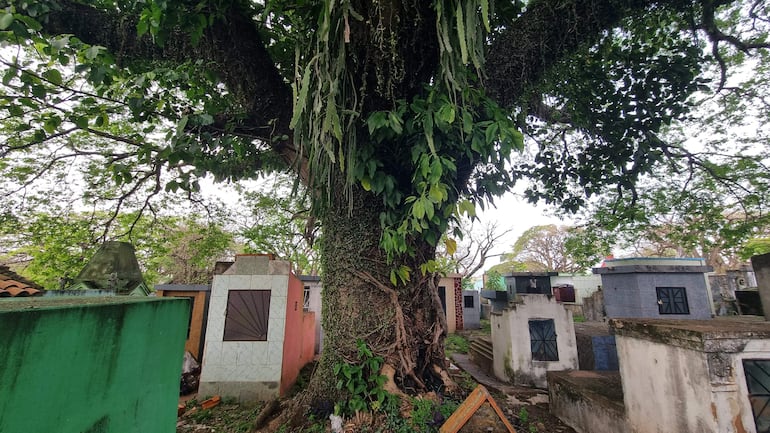 Árbol timbó centenario en cementerio, rodeado de tumbas y mausoleos de diversos colores y estilos.