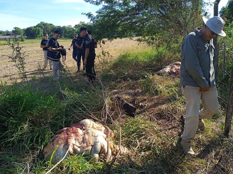 Los intervinientes encontraron restos de las dos vacas preñadas hurtadas del establecimiento ganadero Ara Poty.