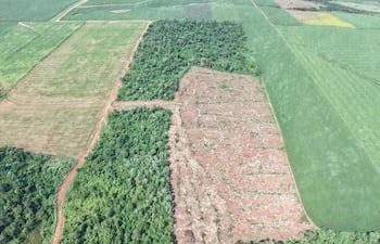 Paisaje aéreo muestra terreno agrícola verde claro y franja de bosque despejado, indicando actividad de deforestación.