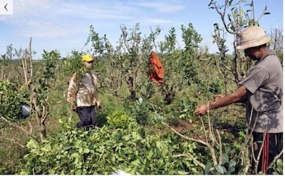 Cosechadores en plena tarea, en Itapúa.