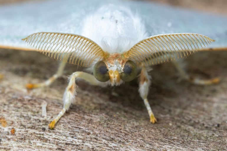 Polilla.