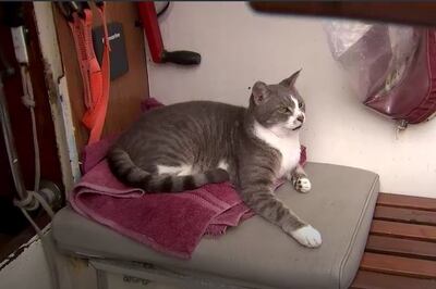 'Oli', el primer gato que navega a bordo de un barco en toda la historia de la prueba de regatas en Australia.
