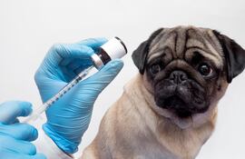 Una de las primeras medidas es averiguar si el perro tiene dueño, intentá obtener su información para verificar el estado de vacunación del animal, en especial la vacuna contra la rabia.