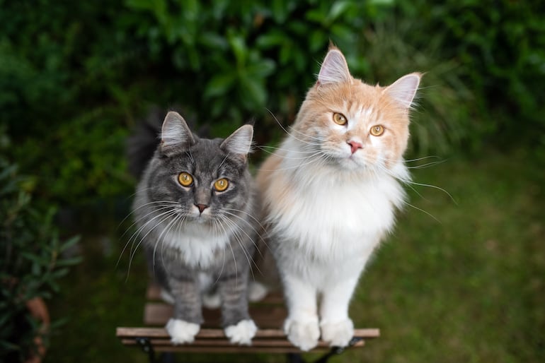 Dos gatos.