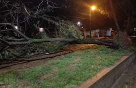 En la ciudad de San Antonio se reportó el desplome de árboles.