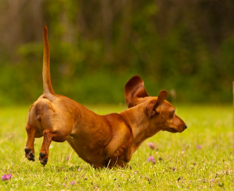 Dachshund o perro salchicha.