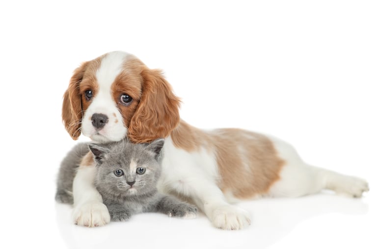 Perros y gatos.
