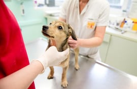 Anuncian castración gratuita para perros y gatos. Imagen de referencia.