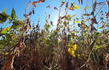 Para Paraguay, USDA ajustó a la baja la producción de soja, al pasar de 11,2 a 10,7 millones de toneladas. ABC Color.