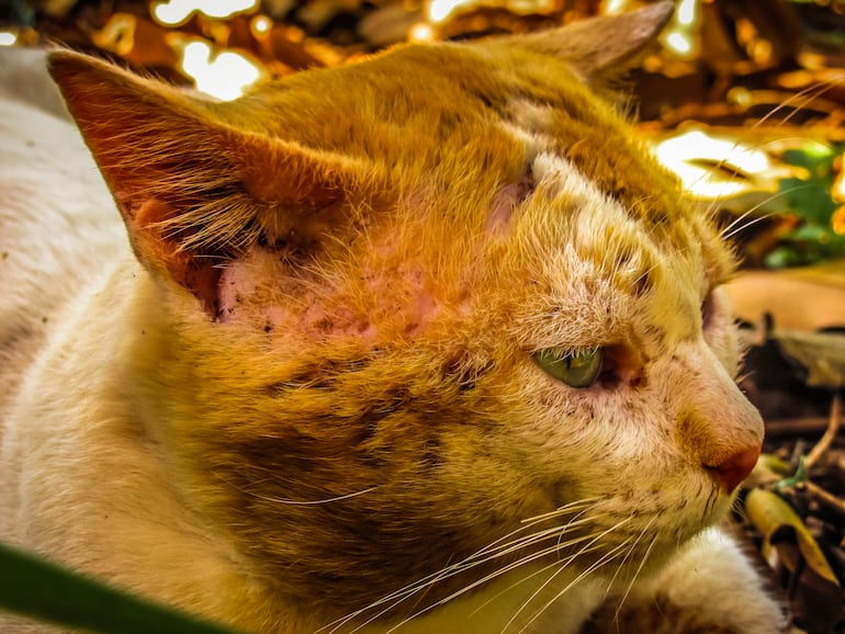 Gato con problemas de piel, imagen ilustrativa.