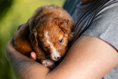 Persona sostiene un cachorro en brazos.