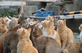 Gatos de Aoshima, Japón.