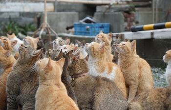 Gatos de Aoshima, Japón.