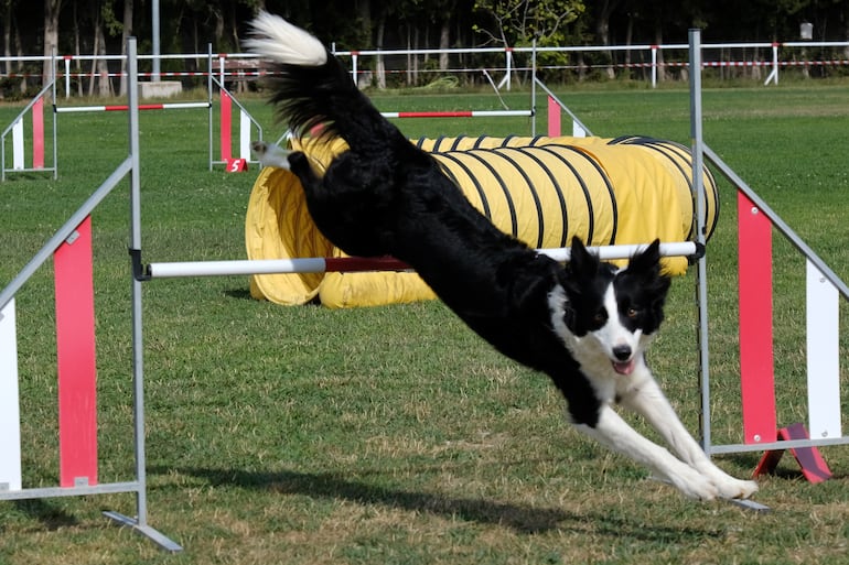 Perro de la raza border collie en pastoreo.