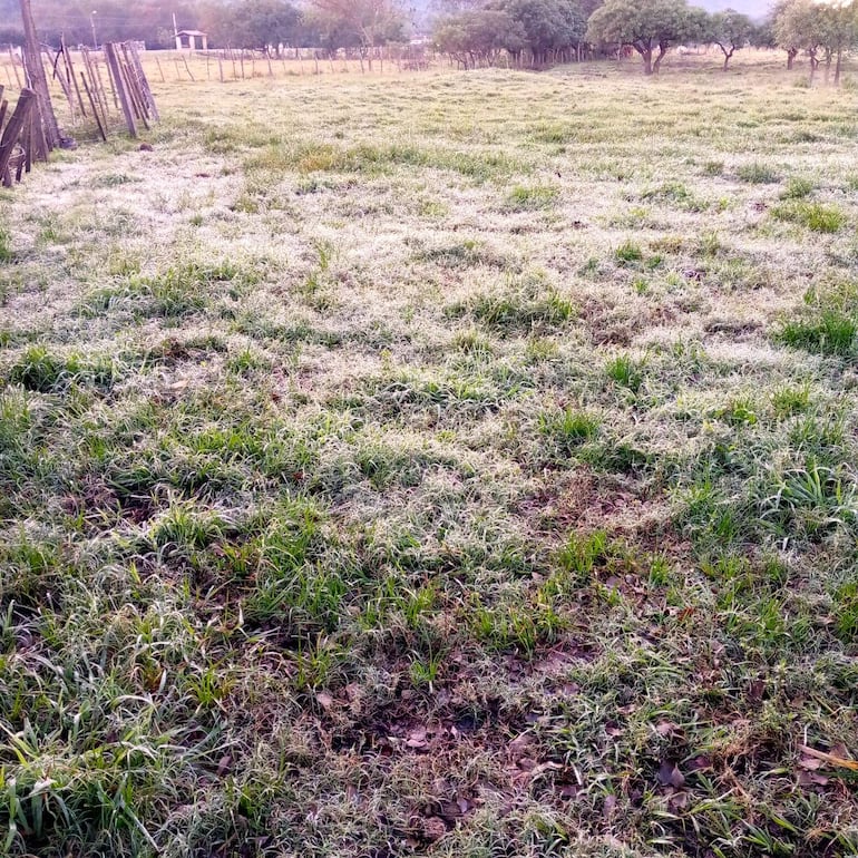 El productor de Ybytymí, Alfredo Gamarra, manifestó que si la escarcha persiste puede perjudicar a los cultivos de tomate, locote y cebolla.