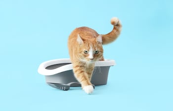 Un gato y su arenero, imagen ilustrativa.