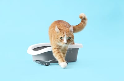 Un gato y su arenero, imagen ilustrativa.