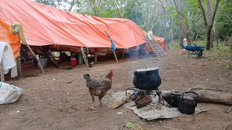Gallina marrón camina cerca de un fogón con olla, en un campamento de carpa naranja rodeado de árboles.