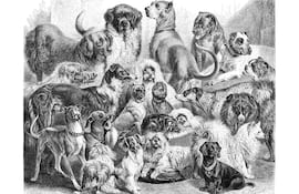 Perros, reproducción de grabados de la enciclopedia victoriana.