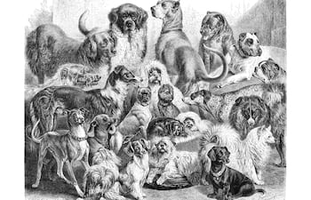 Perros, reproducción de grabados de la enciclopedia victoriana.