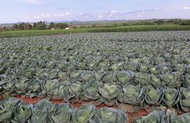 Índice de Precios de productos primarios tiene una base y en abril registró una variación del 0,4% mensual. Alimentos se destacan entre los rubros de mayor incidencia en el índice