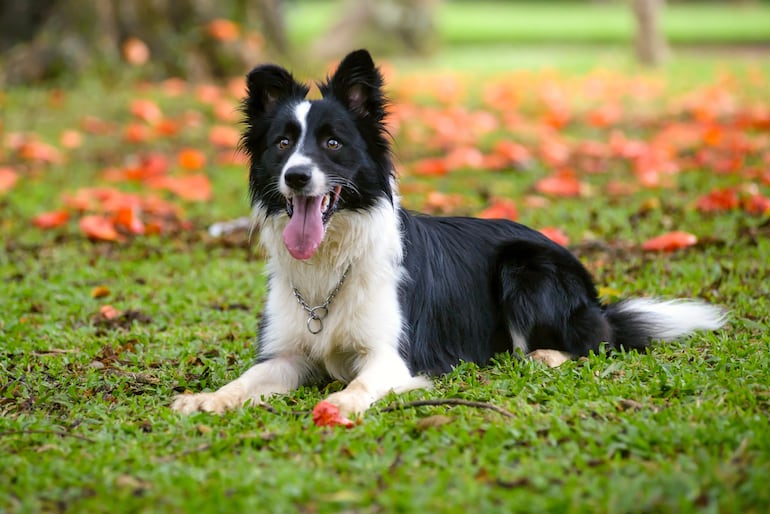 Perro de la raza border collie.