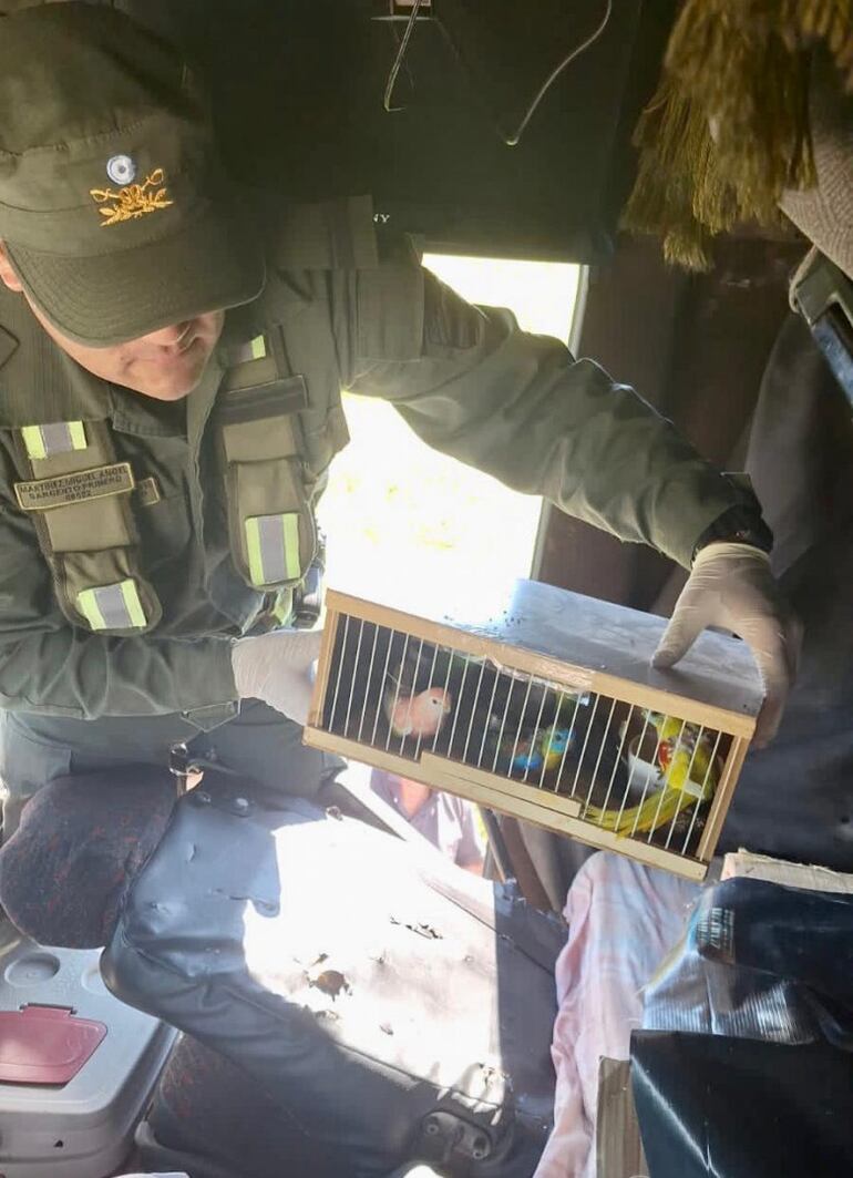 Unas 29 aves fueron rescatadas ayer viernes de un camión paraguayo en Argentina