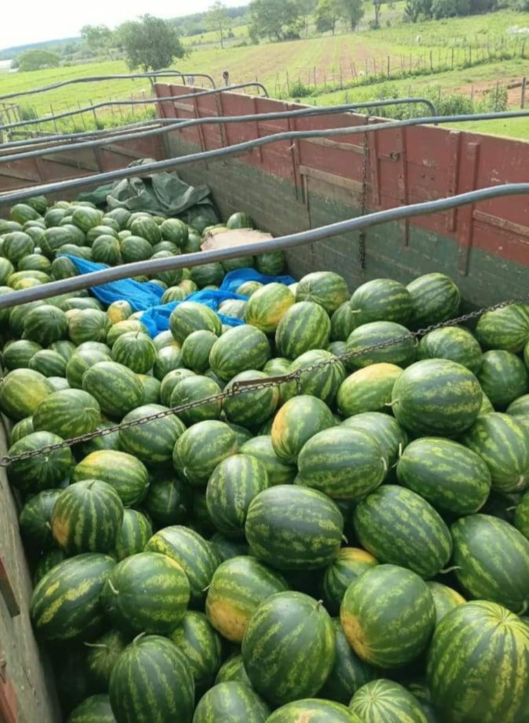 Camión cargado de sandías verdes con franjas claras, en un entorno rural con cultivos y árboles al fondo.