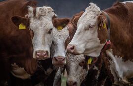 Foto ilustrativa de ganado. Según el reporte, el enfrentamiento terminó con muchas muertes y ganado robado.