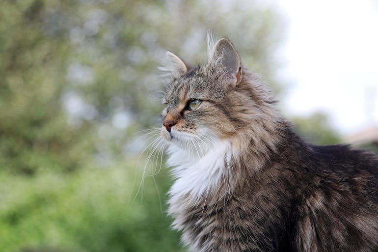 Gato Bosque de Noruega o norsk skogkatt: amigos peludos y encantadores en casa - Mascotas