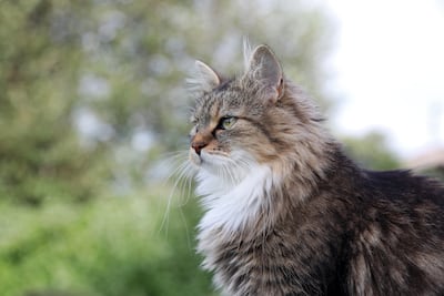 Gato de la raza Bosque de Noruega o norsk skogkatt.