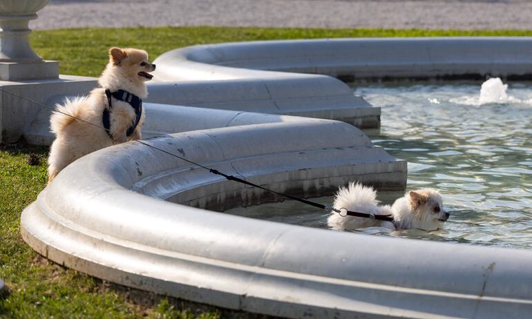 Después de mojarse, los perros deben ser adecuadamente secados.