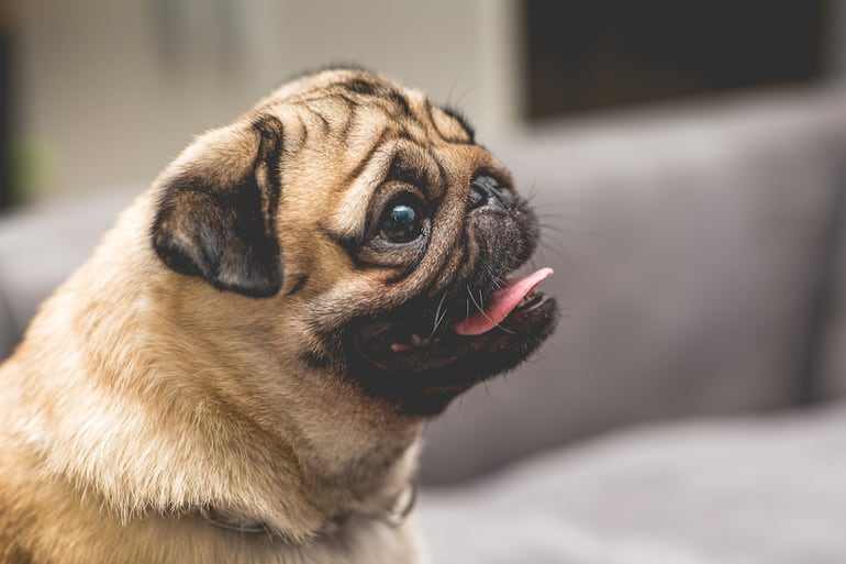 Perro de la raza Pug.