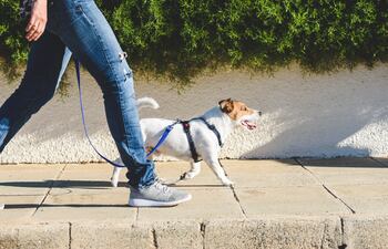 Paseo con perros, imagen ilustrativa.