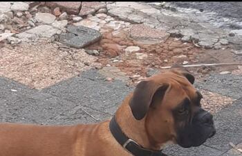 Kyron, un perro de la raza boxer perdido desde hace casi una semana.