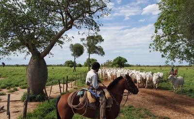 Las condiciones climáticas adversas también se suman a la fluctuación de los precios que reciben los productores por la venta de ganado al gancho (para faena).