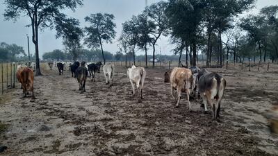 Las escasas precipitaciones sirvieron para regar en algo los secos campos pastoriles de la zona.
