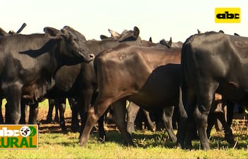 Abc Rural: Aumento de preñez y manejo nutricional de hembras Brangus Negras