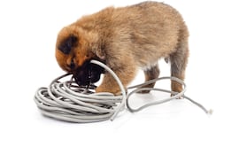 Cachorros y cables.