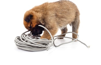 Cachorros y cables.
