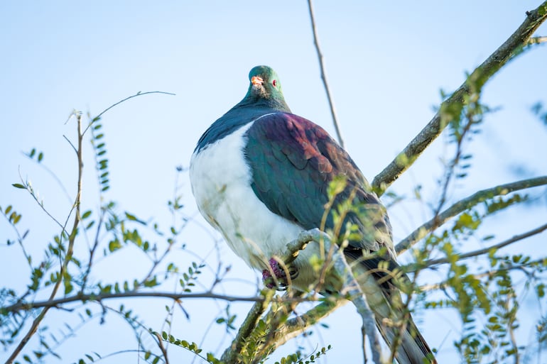 Kererū, ave de Nueva Zelanda.