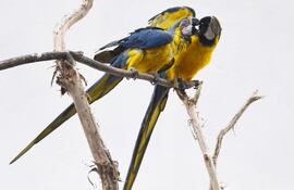 Imagen referencial de guacamayos azules.