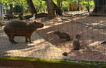 Una capibara grande junto a tres crías en un entorno natural, rodeadas de patos y vegetación exuberante.