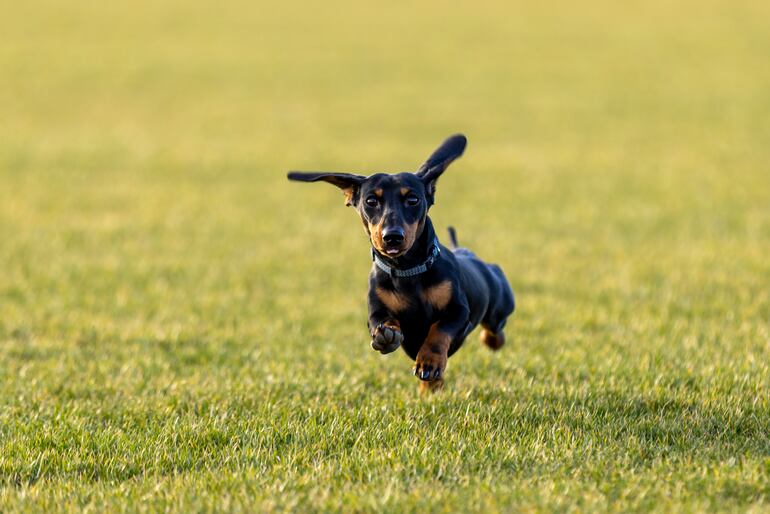 Dachshund o perro salchicha.