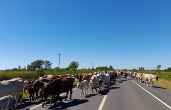 Animales sueltos en rutas nacionales siguen ocasionando accidentes de tránsito en Ñeembucú.