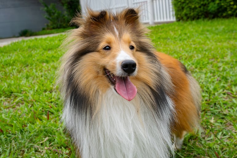 Perro pastor de las islas Shetland o sheltie.