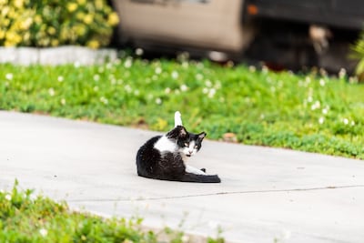 Si tu gato se lame con insistencia debajo de la cola, arrastra el trasero o rechaza sentarse, podría tener irritación en los sacos anales.